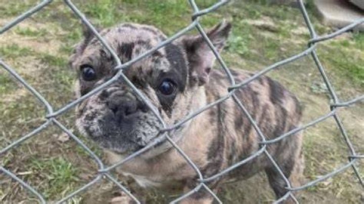 
The ‘Best Breeder in South Carolina’ Fatally Shot While Selling One of His French Bulldogs 